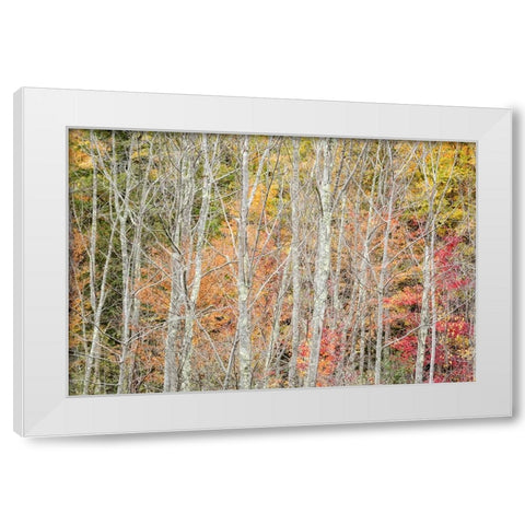 USA-New York-Adirondacks Keene-autumn foliage past peak White Modern Wood Framed Art Print by Collins, Ann
