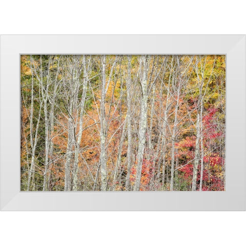 USA-New York-Adirondacks Keene-autumn foliage past peak White Modern Wood Framed Art Print by Collins, Ann
