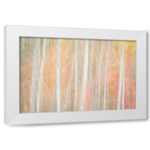 USA-New York-Adirondacks Keene-abstract of autumn foliage and bare trees White Modern Wood Framed Art Print by Collins, Ann
