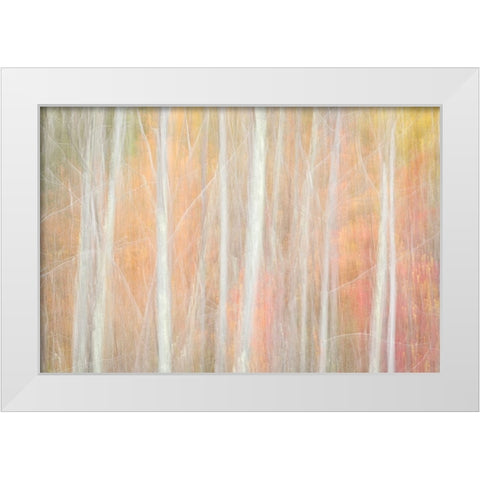 USA-New York-Adirondacks Keene-abstract of autumn foliage and bare trees White Modern Wood Framed Art Print by Collins, Ann