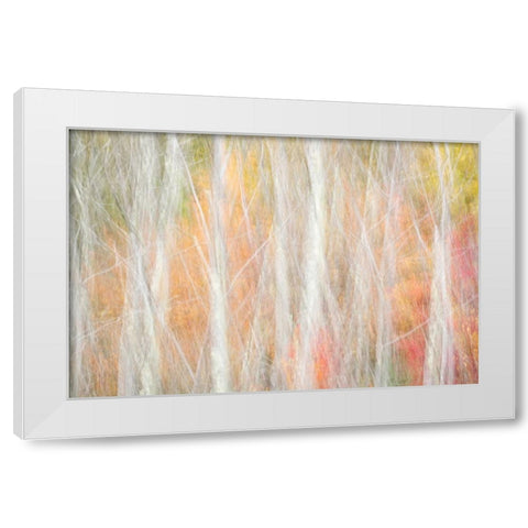 USA-New York-Adirondacks Keene-abstract of autumn foliage and bare trees White Modern Wood Framed Art Print by Collins, Ann