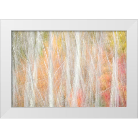 USA-New York-Adirondacks Keene-abstract of autumn foliage and bare trees White Modern Wood Framed Art Print by Collins, Ann