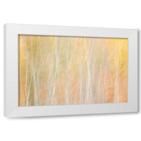 USA-New York-Adirondacks Keene-abstract of autumn foliage and bare trees White Modern Wood Framed Art Print by Collins, Ann