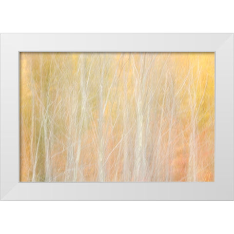 USA-New York-Adirondacks Keene-abstract of autumn foliage and bare trees White Modern Wood Framed Art Print by Collins, Ann