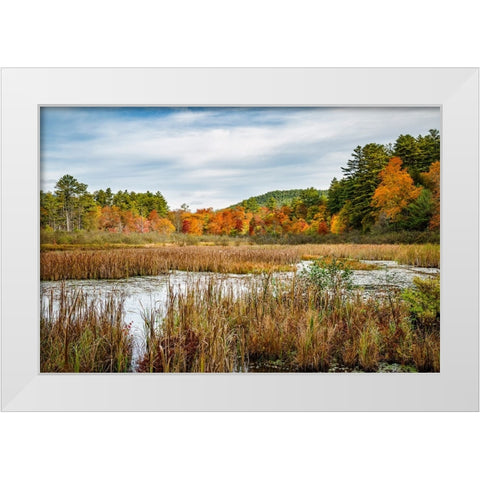 USA-New York-Adirondacks Bolton Landing-forest preserve marsh near Lake George White Modern Wood Framed Art Print by Collins, Ann