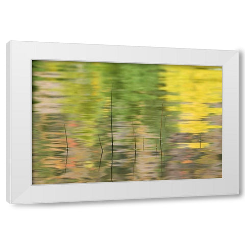 NY, Adirondacks, Reflections in water with reeds White Modern Wood Framed Art Print by Rotenberg, Nancy