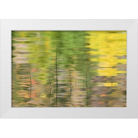 NY, Adirondacks, Reflections in water with reeds White Modern Wood Framed Art Print by Rotenberg, Nancy