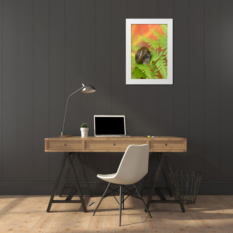 USA, New York, Adirondacks, Snail on Fern in Fall White Modern Wood Framed Art Print by Rotenberg, Nancy