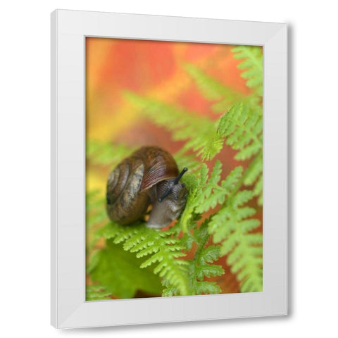 USA, New York, Adirondacks, Snail on Fern in Fall White Modern Wood Framed Art Print by Rotenberg, Nancy