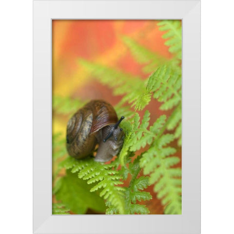 USA, New York, Adirondacks, Snail on Fern in Fall White Modern Wood Framed Art Print by Rotenberg, Nancy