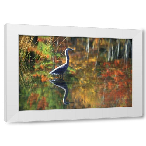 NY, Adirondacks, Great Blue Heron Reflection White Modern Wood Framed Art Print by Rotenberg, Nancy