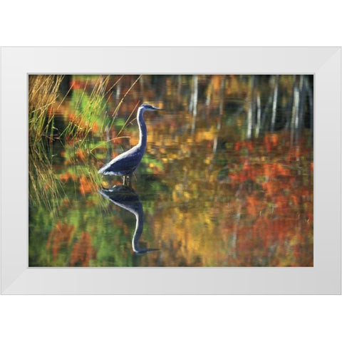 NY, Adirondacks, Great Blue Heron Reflection White Modern Wood Framed Art Print by Rotenberg, Nancy