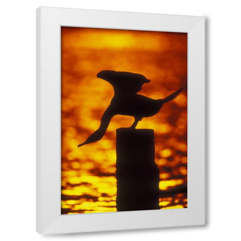 NY, Silhouette of double crested cormorant White Modern Wood Framed Art Print by Morris, Arthur