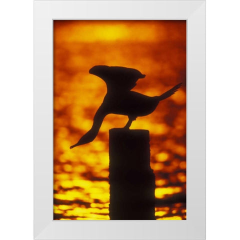 NY, Silhouette of double crested cormorant White Modern Wood Framed Art Print by Morris, Arthur
