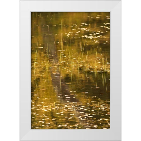 NY, Adirondack Park Fall reflections on a pond White Modern Wood Framed Art Print by OBrien, Jay
