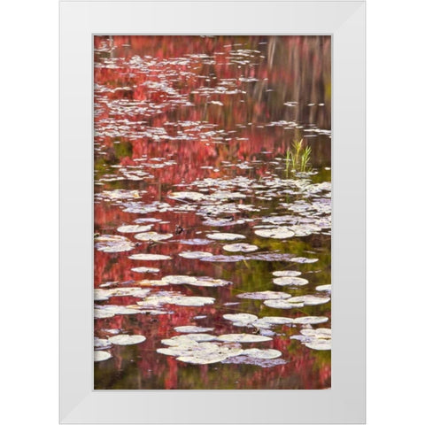 PA Autumn reflections and lily pads on lake White Modern Wood Framed Art Print by OBrien, Jay