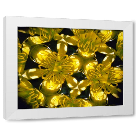 NY, Slingerlands Abstract of Daylilies White Modern Wood Framed Art Print by Noble Gardner, Nancy