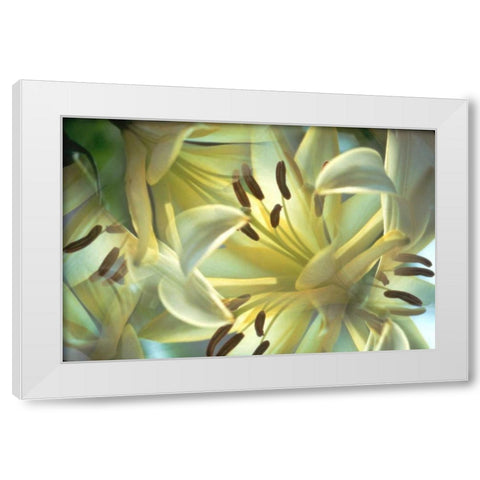 NY, Slingerlands Oriental lilies abstract White Modern Wood Framed Art Print by Noble Gardner, Nancy