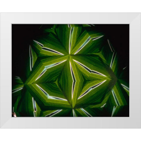 NY, Slingerlands A kaleidoscope of  iris leaves White Modern Wood Framed Art Print by Noble Gardner, Nancy