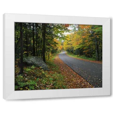 NY, Adirondack Mts Autumn trees line road White Modern Wood Framed Art Print by Terrill, Steve