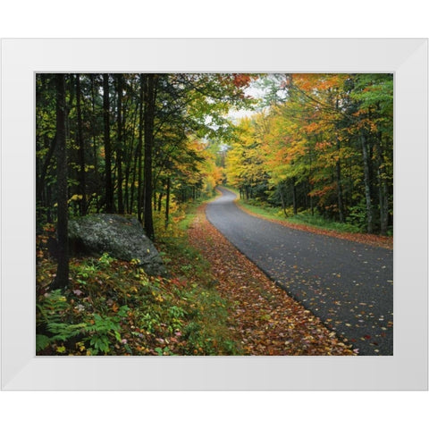 NY, Adirondack Mts Autumn trees line road White Modern Wood Framed Art Print by Terrill, Steve