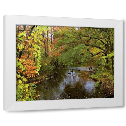 New York Tire swing hangs over Brant Creek White Modern Wood Framed Art Print by Terrill, Steve