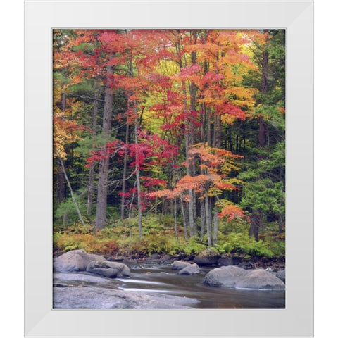 USA, New York, Autumn in the Adirondack Mountains White Modern Wood Framed Art Print by Talbot Frank, Christopher