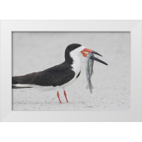 NY, Point Lookout Black skimmer with fish White Modern Wood Framed Art Print by Morris, Arthur