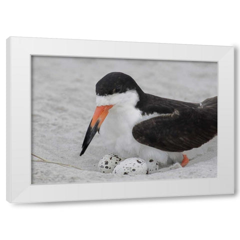 NY, Nickerson Beach Black skimmer sits on eggs White Modern Wood Framed Art Print by Morris, Arthur