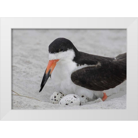 NY, Nickerson Beach Black skimmer sits on eggs White Modern Wood Framed Art Print by Morris, Arthur