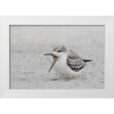 NY, Nickerson Beach, Black skimmer chick on beach White Modern Wood Framed Art Print by Morris, Arthur