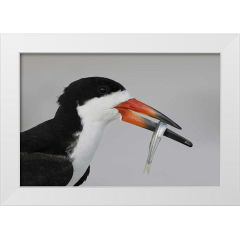 NY, Nickerson Beach, Black skimmer carrying fish White Modern Wood Framed Art Print by Morris, Arthur