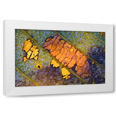 New York, Adirondack Mountains Backlit Leaf White Modern Wood Framed Art Print by Rotenberg, Nancy