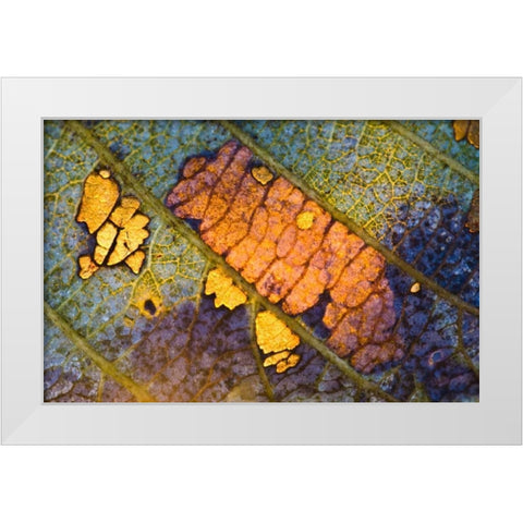 New York, Adirondack Mountains Backlit Leaf White Modern Wood Framed Art Print by Rotenberg, Nancy