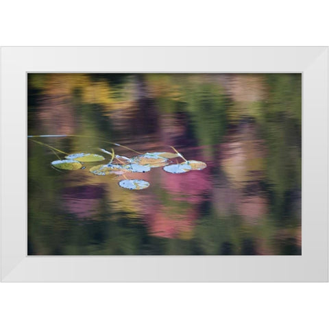 NY, Adirondack Lily pads amid fall reflections White Modern Wood Framed Art Print by Rotenberg, Nancy