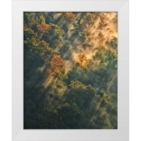 NY, Letchworth SP Sunrise lights foggy forest White Modern Wood Framed Art Print by OBrien, Jay