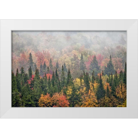 USA, New York, Adirondacks State Park White Modern Wood Framed Art Print by OBrien, Jay