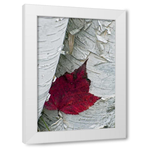 New York, Inlet Maple leaf on aspen tree trunk White Modern Wood Framed Art Print by OBrien, Jay