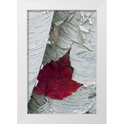 New York, Inlet Maple leaf on aspen tree trunk White Modern Wood Framed Art Print by OBrien, Jay