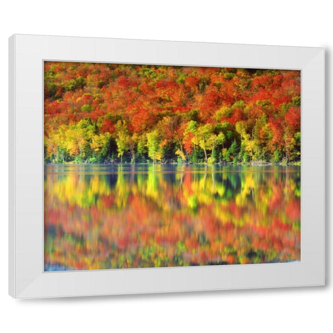 NY, Adirondack Mts Autumn reflects in Heart Lake White Modern Wood Framed Art Print by Talbot Frank, Christopher