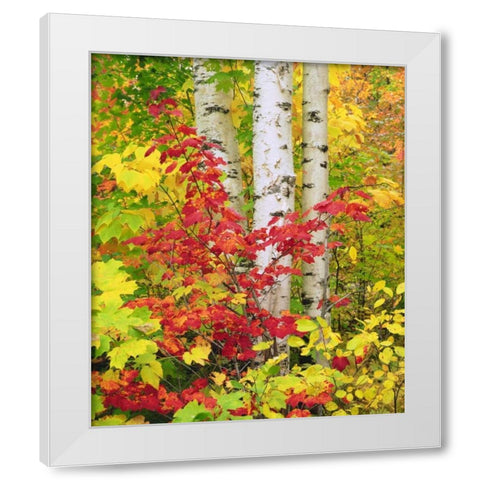 NY, Adirondack Park, Autumn of Birch and Maples White Modern Wood Framed Art Print by Talbot Frank, Christopher