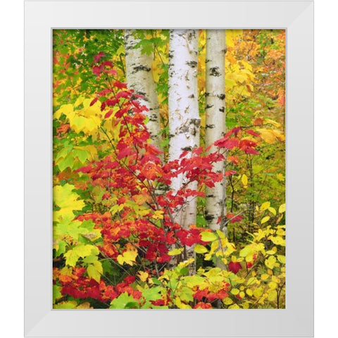 NY, Adirondack Park, Autumn of Birch and Maples White Modern Wood Framed Art Print by Talbot Frank, Christopher