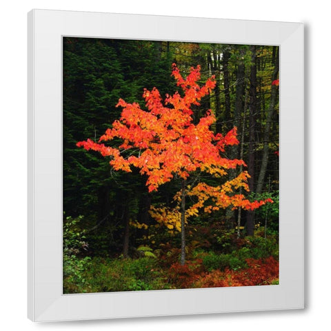 New York, Adirondack Park, Autumn Maple trees White Modern Wood Framed Art Print by Talbot Frank, Christopher