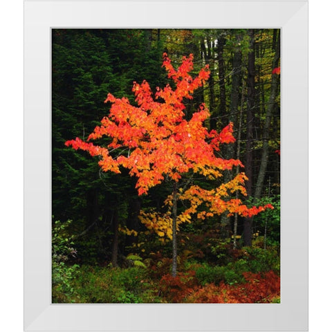 New York, Adirondack Park, Autumn Maple trees White Modern Wood Framed Art Print by Talbot Frank, Christopher