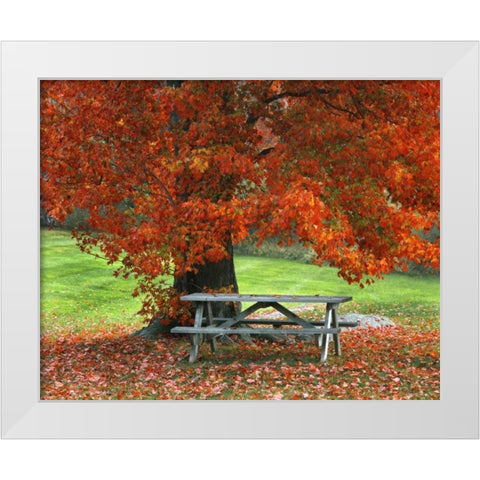 New York, West Park Bench under maple in autumn White Modern Wood Framed Art Print by Terrill, Steve