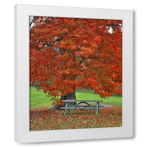 New York, West Park Bench under maple in autumn White Modern Wood Framed Art Print by Terrill, Steve