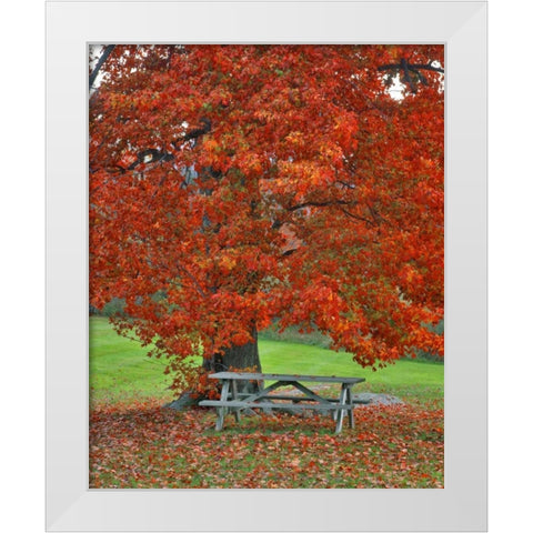 New York, West Park Bench under maple in autumn White Modern Wood Framed Art Print by Terrill, Steve