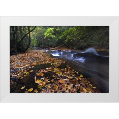New York, Adirondack Mts Leaves and stream White Modern Wood Framed Art Print by Rotenberg, Nancy