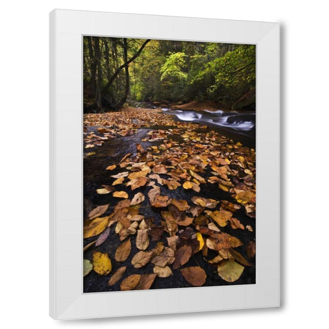 New York, Adirondack Mts Leaves and stream White Modern Wood Framed Art Print by Rotenberg, Nancy