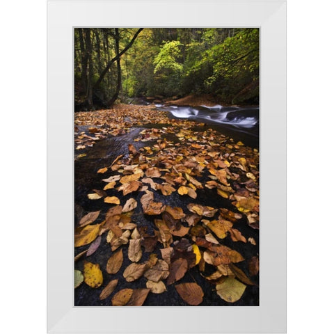 New York, Adirondack Mts Leaves and stream White Modern Wood Framed Art Print by Rotenberg, Nancy
